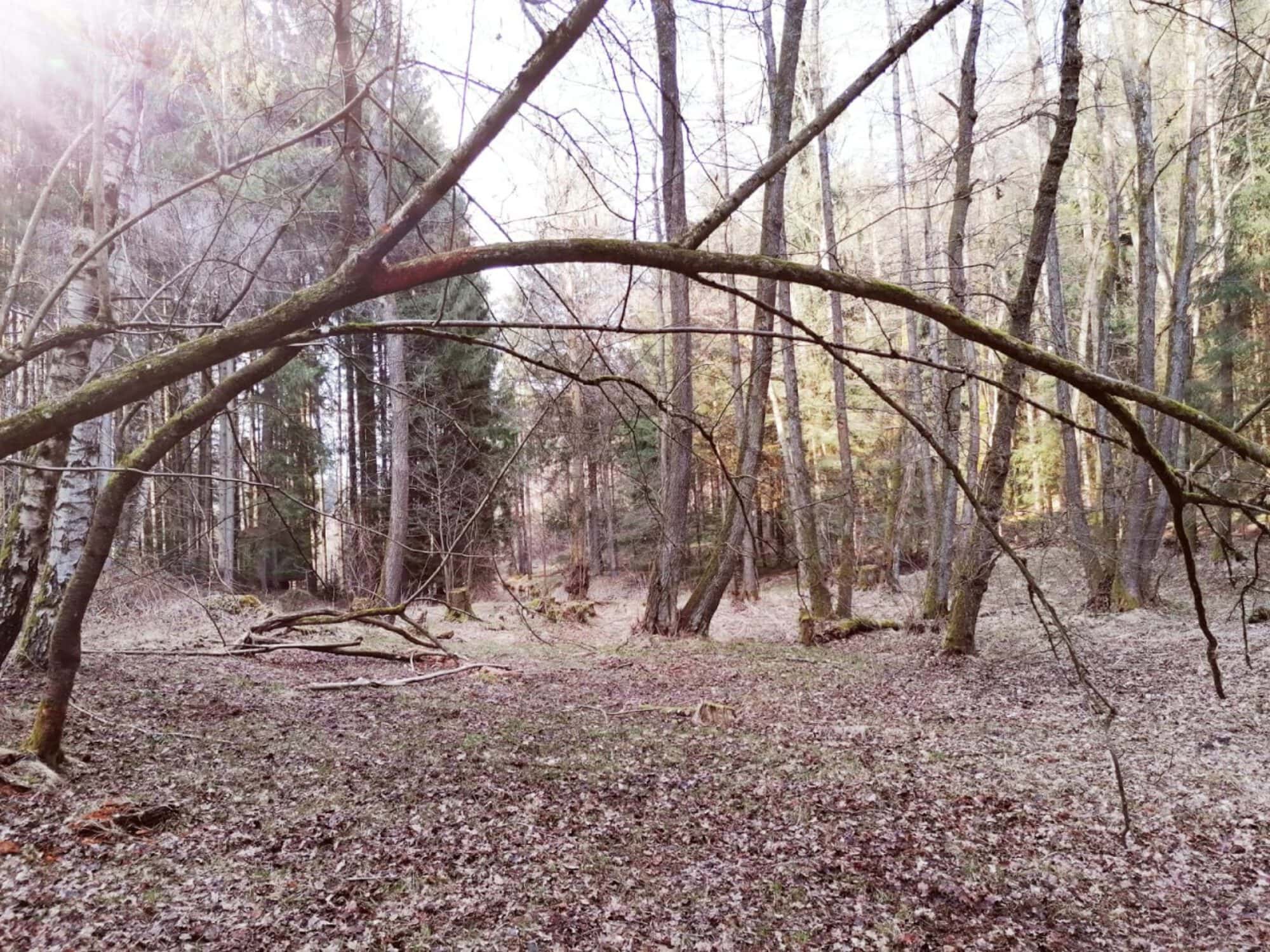 schamanische Begleitung und Coaching durch Berater und Druide auf deinem Weg zu Dir selbst