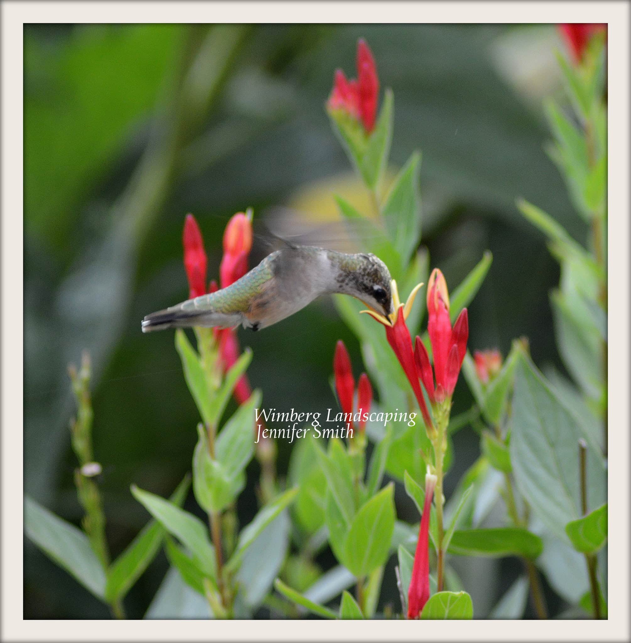 Read more about the article Inviting Hummingbirds to the Landscape