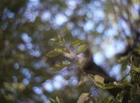 ザイデルの収差(単色収差)とは何か初心者にもわかりやすく簡単に解説 Meyer-Optik Görlitz Primoplan 58mm F1.9 revew 作例 木々のせせらぎ 玉ボケ バブルボケ エモい写真が撮れるオールドレンズ