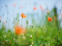 Canon FD 55mm F1.2 S.S.C.レビュー作例 草花,植物