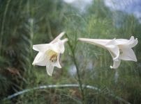 Kodak Ektar 44mm F3.5 revew 作例