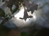 Meyer Optik Goriltz Domiron 50mm f2 monster bokeh Review エモい写真の作例画像jpeg撮って出し 紅葉 自然 花 グルグルボケ シャボン玉ボケ