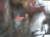 Auto Chinon 55mm f1.7 Macro Multi Coated作例Review 木々 植物 自然 風景 冬 winter 日本 japanAuto Chinon 55mm f1.7 Macro Multi Coated作例Review 木々の葉 自然 風景 冬 winter 日本 japan 紅葉