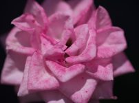 TAMRON 90mm f2.5 Macro 52BBの作例 ピンクの薔薇