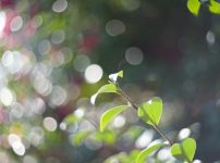 Oreston 50mm f1.8前期型の作例 シャボン玉バブルボケ虹ゴーストオールドレンズ 草花 自然 公園 BokehMonster