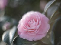 OLYMPUS OM-SYSTEM G.ZUIKO AUTO-S 50mm f1.4 レビュー作例 春椿ツバキ ピンク緑 滲み