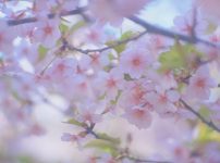 Komura 100mm f1.8 作例 エルノスター BokehMonster 春 河津桜 ピンク