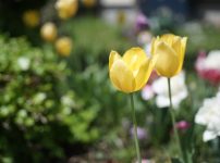 Industar-61L/Z 50mm f2.8 review作例 六芒星ボケが楽しいロシア製マクロオールドレンズ