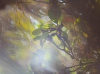 Pentacon Orestor 135mm f2.8 Review作例 Meyer Bokeh Monster