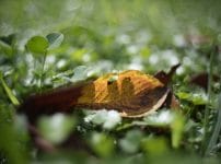 Apoqualia ⅲ 28mm f2の作例 緑の大地と黄色い落ち葉 マクロ