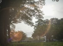 Auto rikenon 50mm f1.7富岡光学製の作例 虹ゴースト