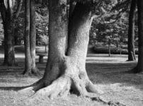 Contax Planar 50mm f1.4の作例 白黒モノクロ 木