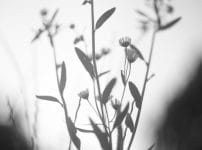 Canon Lens 50mm f1.4Ⅱ L39 レビュー作例 和製ズミルックス キヤノン銘玉ライカL神オールドレンズ