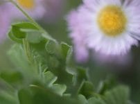 Yashica ML Macro 55mm f2.8 オールドレンズ作例