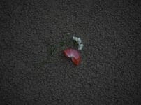 PENTAX Macro Takumar 50mm f4 M42 作例