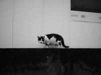 Carl Zeiss Jena Tessar 50mm f2.8 M42 作例