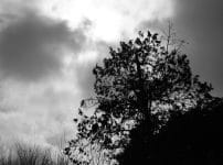 LOMO SUMENA 8M T-43 40mm f4 L39改 作例