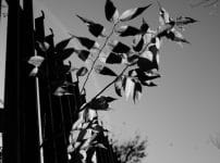 Olympus OM System G.Zuiko 35mm f2.8 オールドレンズ作例