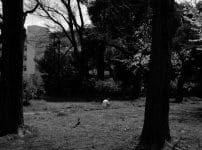 オールドレンズフェス2025秋 渋谷モディ っ藤白 展示作品