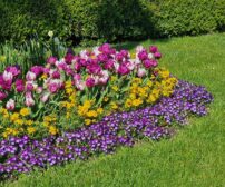 Vibrant spring flowerbed with multicolored tulips, violets, and lush greenery for Cambridge, Ontario landscaping.