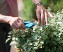 Close-up of hands pruning plants with shears in a sunny Ontario garden, showcasing essential summer landscaping care for
