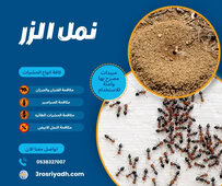 نمل الزر