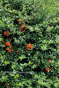 Read more about the article PLANTS OF NOTE- PYRACANTHA, FIRETHORN BUSH