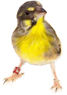 Lemon breasted canary