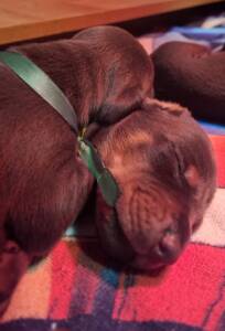 Dobermann cuccioli Allevamento della Selviata