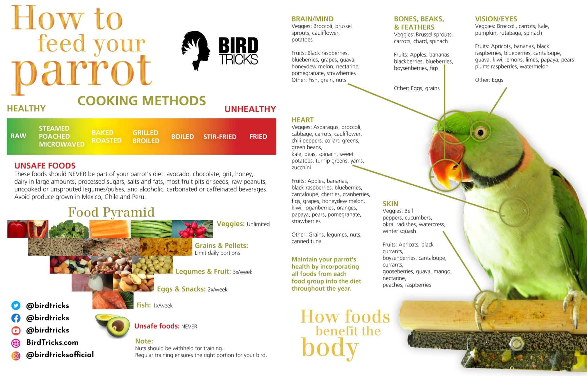 How to Start Feeding My Bird Fruits