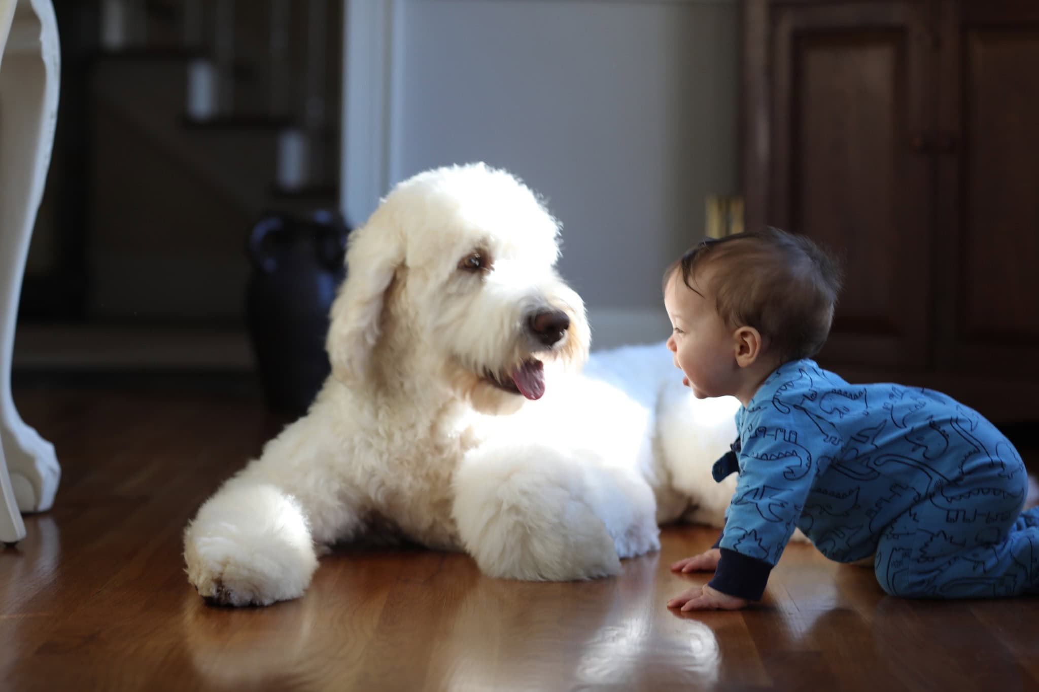 IMG_1803 | Good Day Doodles | Australian Labradoodles in North Carolina white labradoodle on floor with toddler