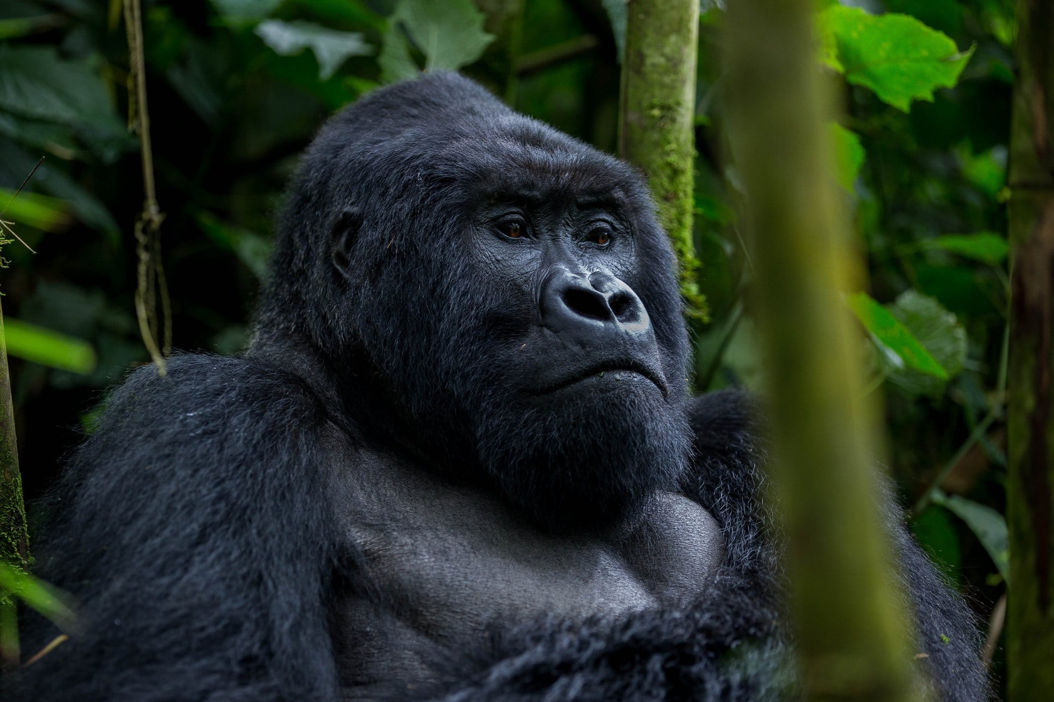 11 Days Rwenzori Hike and Bwindi Gorilla Trekking Safari