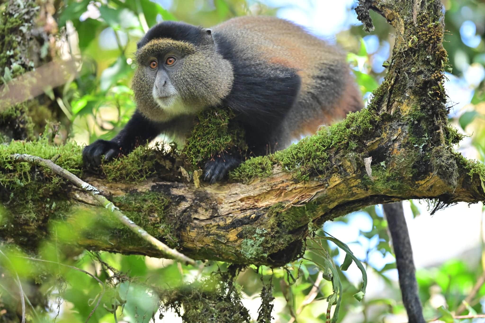 Golden Monkeys