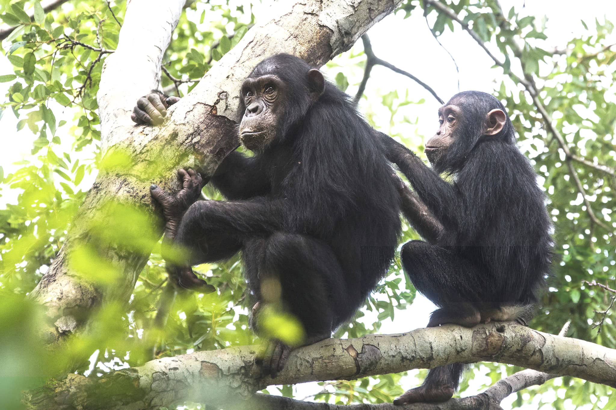 Gombe Stream National Park