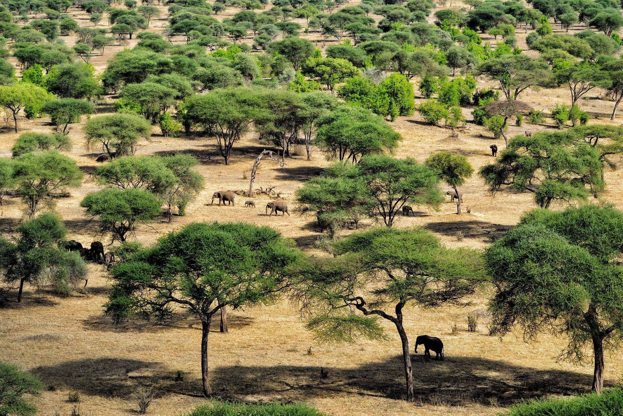 Tarangire national park