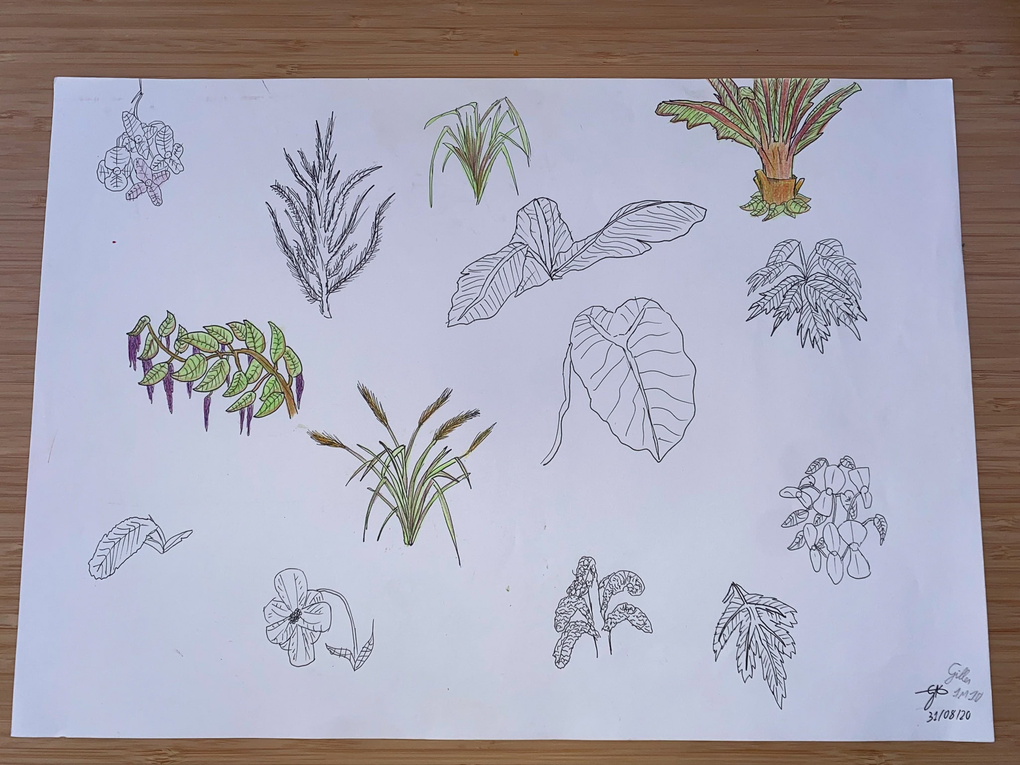 Douanier rousseau planche