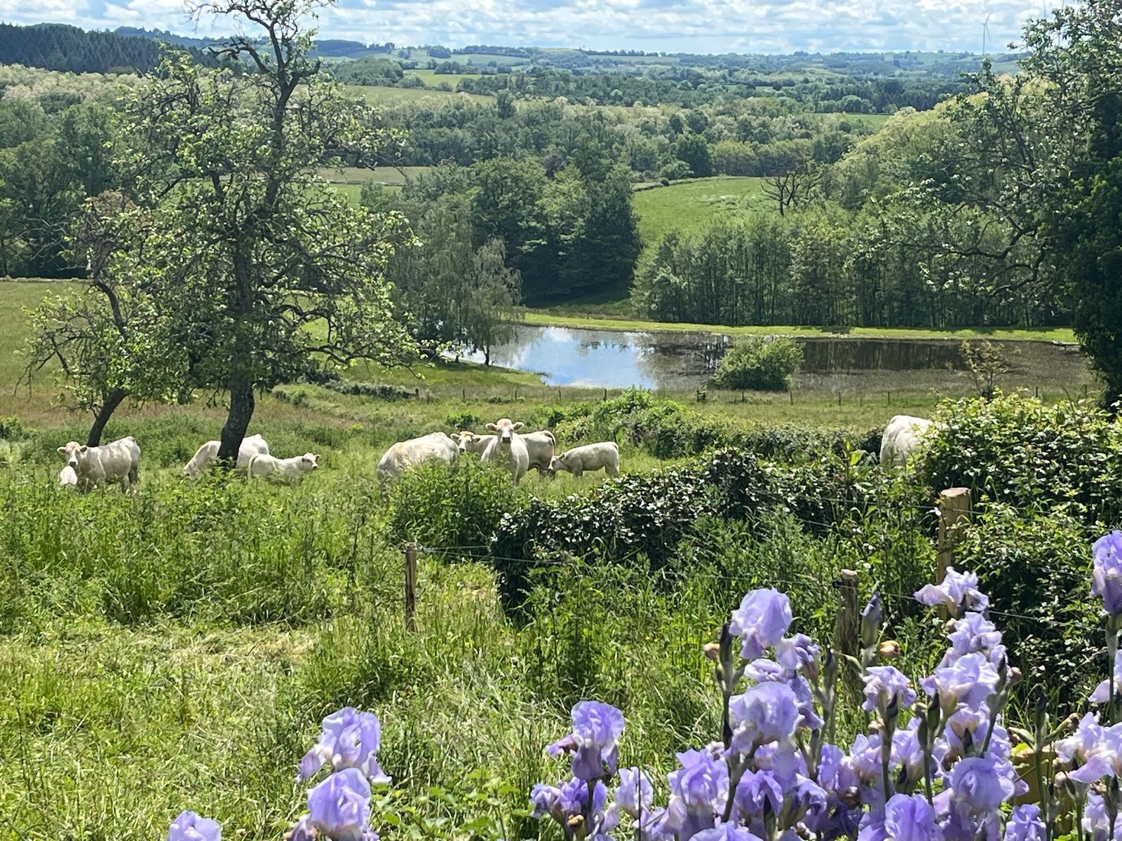 Vergezicht over de heuvels in de bourgogne