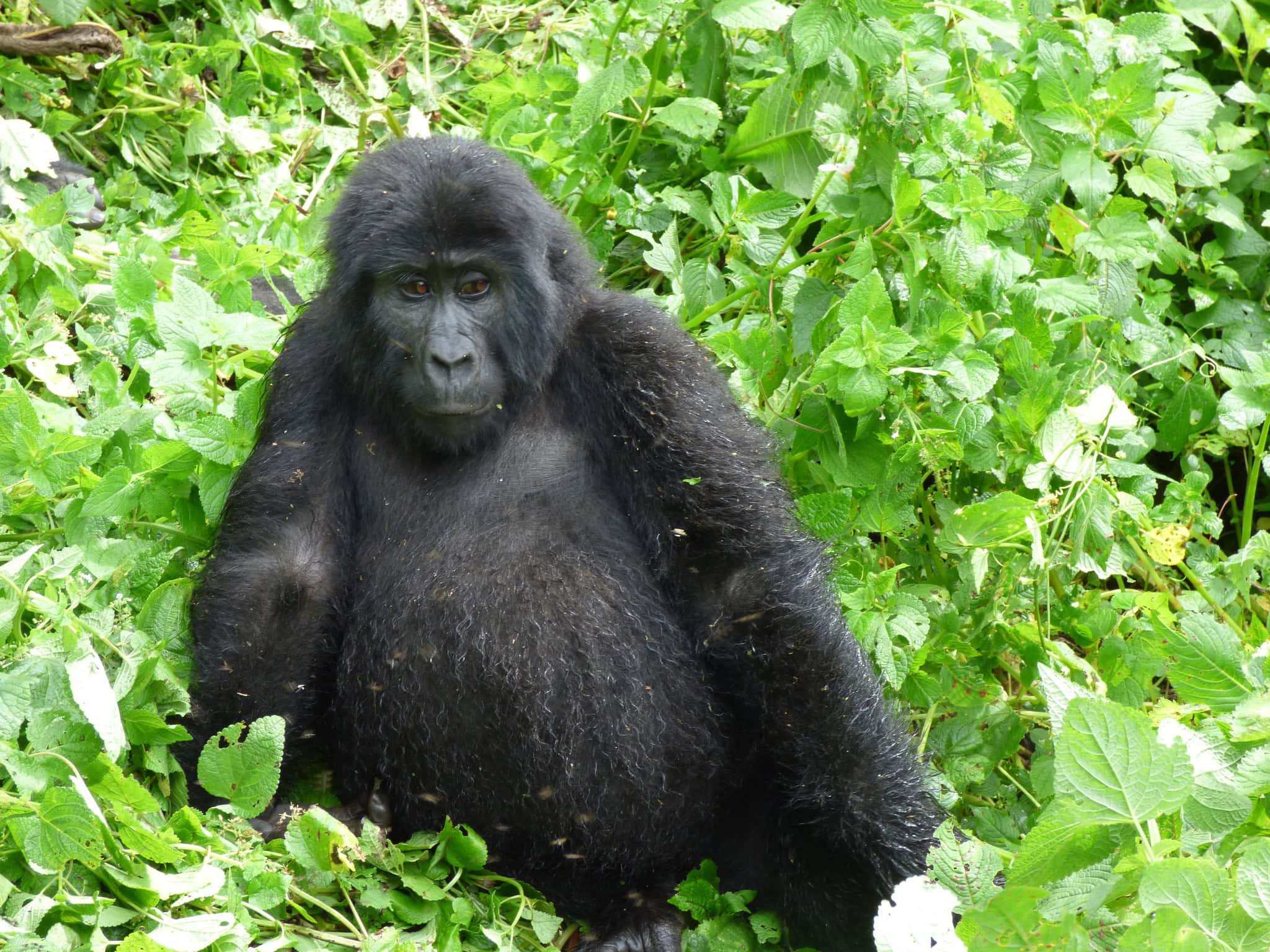 How to Book a Gorilla Permit Online
