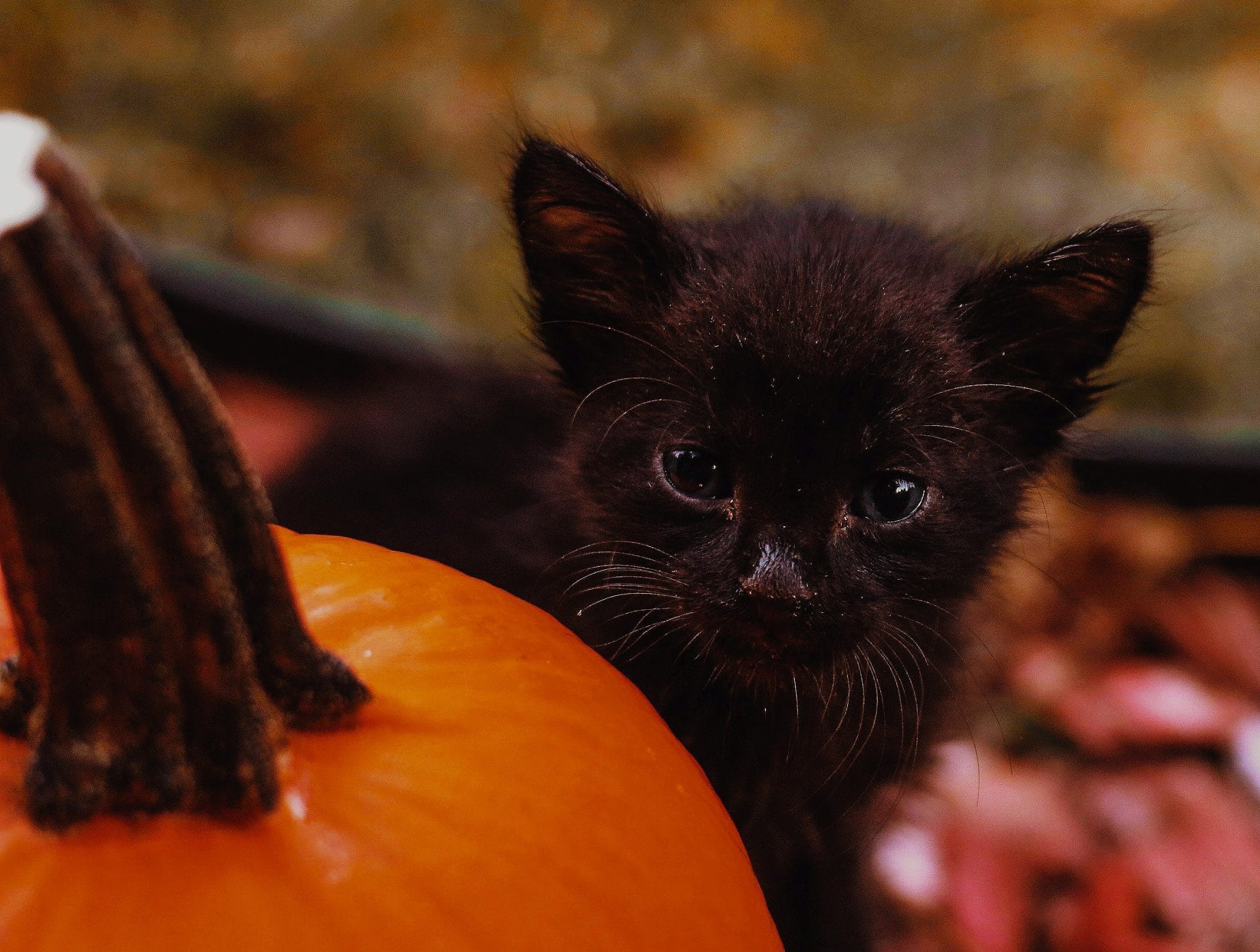 black kitten  and Pumpkin