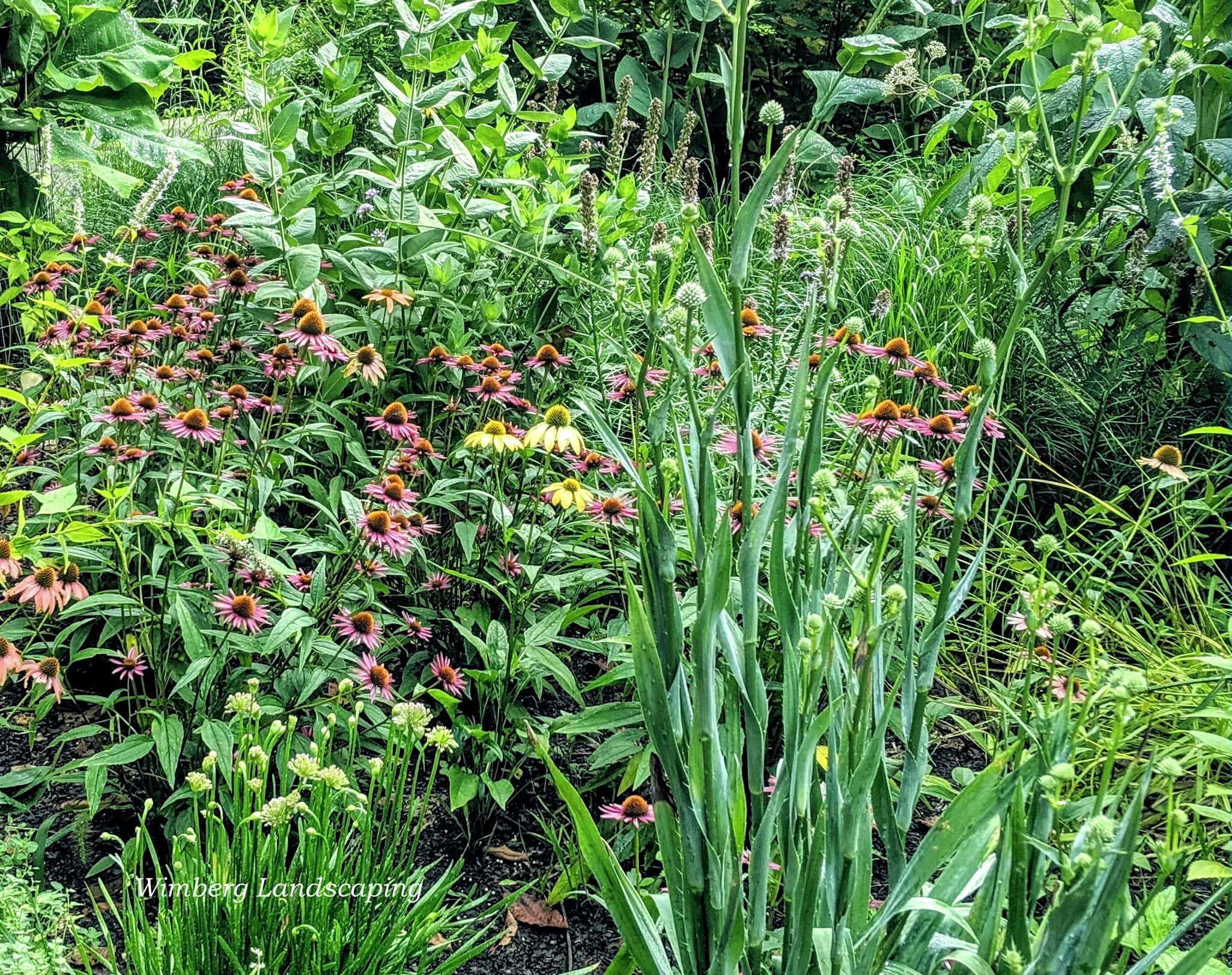 Read more about the article Six Tips for Caring for a Pollinator Garden