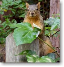 Fox Squirrel