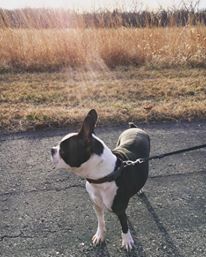 How to Trim Your Boston Terrier’s Nails. Boston Terrier Society.