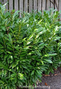 Read more about the article PLANTS OF NOTE – PRUNUS LAUROCERASUS, CHERRY LAUREL