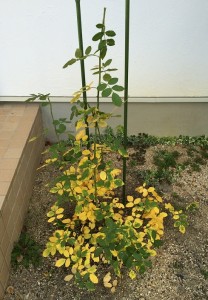 クラウンプリンセス0926