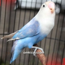 lovebird jawara