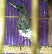 Burung yang sedang mabung