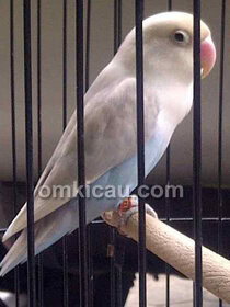 Lovebird Salju