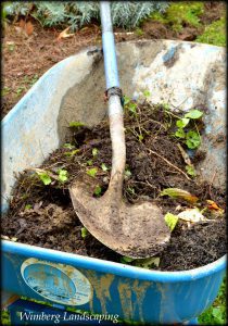 Read more about the article THE VERY WET GARDEN