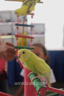 ketangkasan parkit