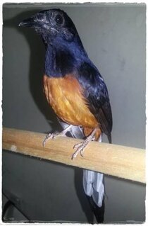 Murai batu termasuk burung yang rentan ngedrop